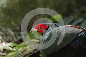Siamese fireback or Diard`s fireback