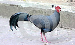 Siamese fireback