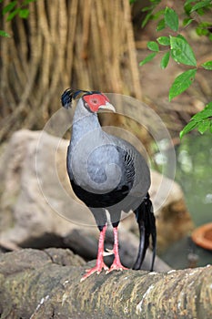 Siamese Fireback (Male)