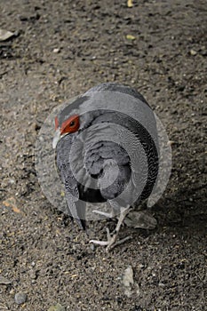 Siamese Fireback pheasant