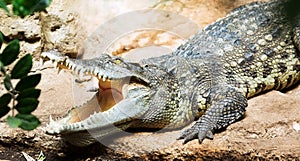 Siamese freshwater crocodile