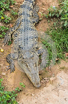 Siamese freshwater crocodile
