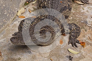 Siamese Freshwater Crocodile