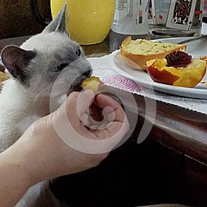 Siamese kiiten eating whole foods healthy cat