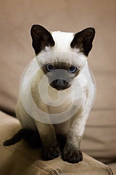 Siamese kitten