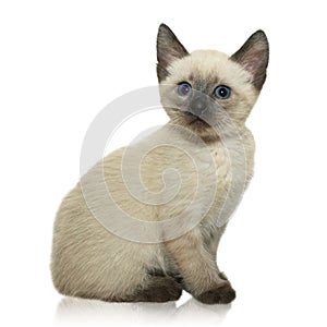 Siamese kitten