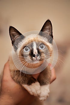 Siamese kitten with blue eyes in hands