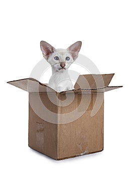 Siamese kitten in box on white background