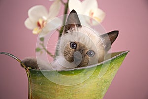 Siamese kitten in a bucket
