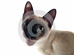 Siamese kitten crying