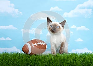 Siamese kitten with football in grass