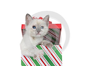 Siamese kitten peaking out of a colorful Christmas present