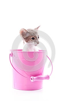 Siamese kitten in pink bucket