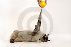 A siamese kitten plays with a yellow and blue ball toy on a white background