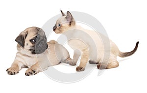 Siamese kitten and a pug puppy