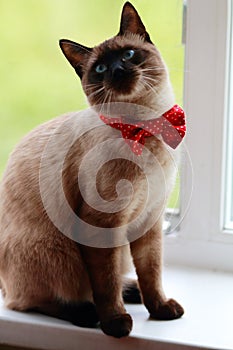 Siamese kitten in a red bow
