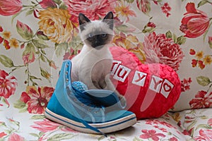 Siamese kitten in a shoe