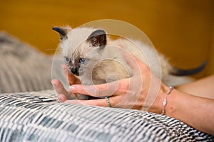 Siamese kitten sitting in caring hands