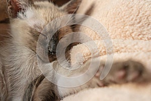 Siamese kitten sleeping. Purebred six weeks old Thai cat with blue almond shaped eyes on beige basket background. Wichien Maat