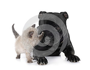 siamese kitten and staffy in studio