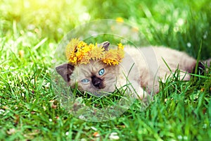 Siamese kitten wearing a crown of dandelions