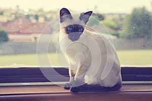 Siamese kitten in window