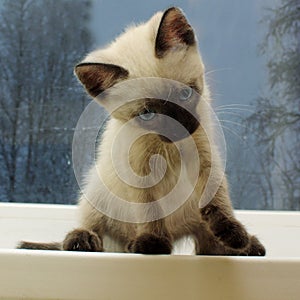 Siamese kitten on the windowsill