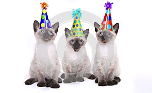 Siamese Kittens Celebrating a Birthday With Hats photo