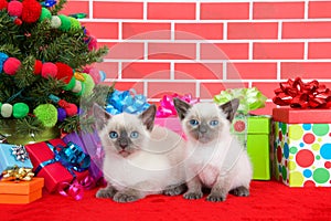 Siamese kittens by Christmas tree