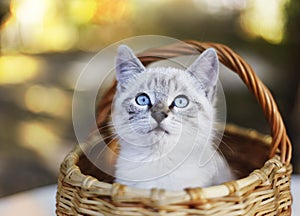 Siamese little kitten in wicker basket