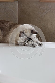 Siamese Lynx Point Cat on bathtub