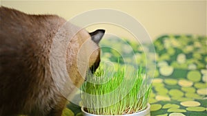 Siamese male cat eating grass