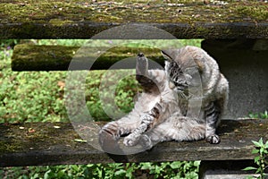 Siamese-mix cat plays with his own tail