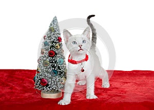 Siamese mix kitten standing on red velvet blanket next to tiny Christmas tree