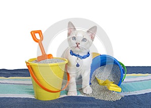 Siamese mix kitten wearing blue collar with beach buckets and sand