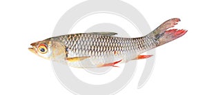 Siamese mud carp or henicorhynchus siamensis isolated on white background with clipping path, freshwater fish