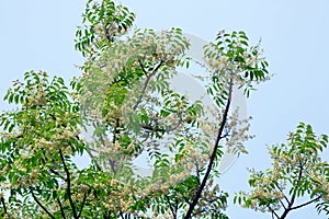 Siamese neem tree,Holy tree, Indian margosa tree.