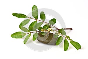 Siamese neem tree, Nim, Margosa, Quinine (Azadirachta indica A. Juss. Var. Siamensis Valeton)