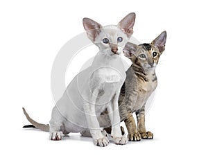 Siamese and Oriental Shorthair kitten on white