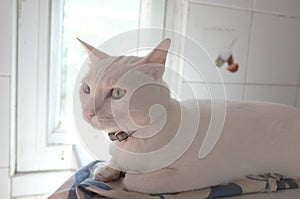 The Siamese Pure White cats face. The cat odd eyes has one golden eye and one blue one. Concept cute animal