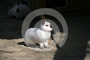 Siamese rabbit