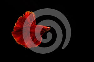 Siamese red fighting fish or betta fish isolated on black  background with clipping path and copy space