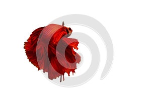 Siamese red fighting fish or betta fish isolated on white  background with clipping path and copy space