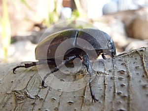 Siamese Rhinoceros Beetle