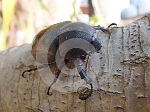 Siamese Rhinoceros Beetle
