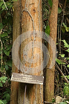 Siamese rosewood tree in national park photo