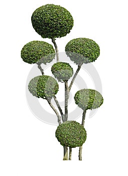 Siamese rough bush, or tooth brush tree with clipping paths on white background. Scientific name