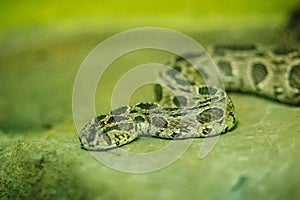 Siamese russell's viper (daboia russelii siamensis) in the snake