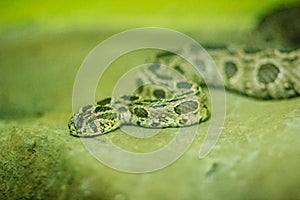 Siamese russell's viper (daboia russelii siamensis) in the snake