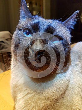 Siamese seal bluepoint cat in closeup